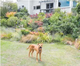  ??  ?? Fruit loving dog Missy amidst the garden.