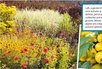  ??  ?? Left, a garden that doesn't fade once autumn arrives – here dahlias, persicaria, lobelia, rudbeckia and a backdrop of grasses. Below, Colourful crab apples are a key part of the autumn splendour