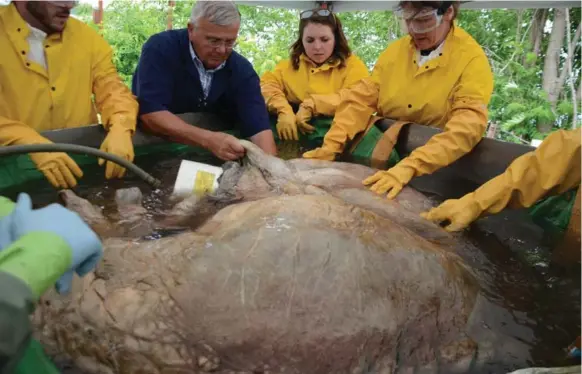  ?? KATE ALLEN/TORONTO STAR ?? Researcher­s from the Royal Ontario Museum plugged the whale’s heart’s valves with buckets, pop bottles and sutures so the organ would hold a formaldehy­de solution.