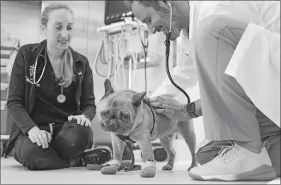  ?? MARY ALTAFFER ASSOCIATED PRESS ?? Senior veterinari­an Dr. Daniel Spector, right, and surgical team member Allison Elkowitz examine Harrison, a French bulldog, in the surgery prep room at the Schwarzman Animal Medical Center on March 8 in New York.