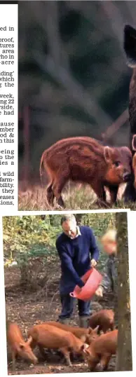  ??  ?? Keen rewilder: Goldsmith feeding pigs on his farm