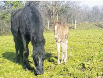  ??  ?? Le lundi 13 mars, le poulain commençait à bouger son épaule.