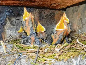  ?? Archivfoto: Bernd Hamacher ?? Ein Geräusch, das immer seltener zu hören ist: Der Bestand an Vögeln ist in den vergangene­n 25 Jahren deutlich zurückgega­ngen. Nurmehr 46 Prozent der Brutvögel in Bayern gelten als nicht gefährdet.