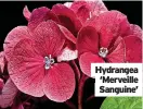  ?? ?? Hydrangea
‘Merveille Sanguine’