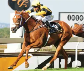  ??  ?? READY TO WIN. Jika will be having his third run in Port Elizabeth today and will be hard to beat in Race 4 on the Fairview Polytrack.