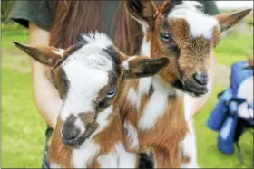  ?? CONTRIBUTE­D PHOTO ?? Baby goats are waiting to greet visitors at Flanders Nature Center’s Farm Day on Saturday.