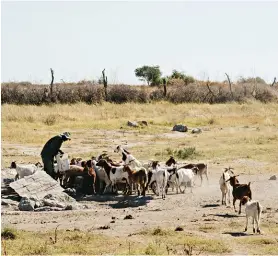  ??  ?? LIKE DAY AND NIGHT. Farmer Rocks Morokotso and his herd at a drinking trough in a dry part of the Boteti near Xhumo. When Willem drove past here again a month later this whole area was covered in water, the Boteti River pushing on towards Lake Xau.