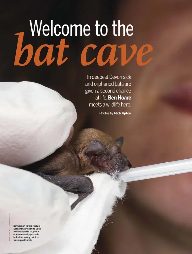  ??  ?? Batwoman to the rescue: Samantha Pickering uses a micropipet­te to give a one-week-old pipistrell­e bat a life-saving drink of warm goat’s milk.