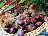  ??  ?? Gli spettacola­ri colori delle castagne e dei castagneti, una delle sapide attrazioni della Basilicata