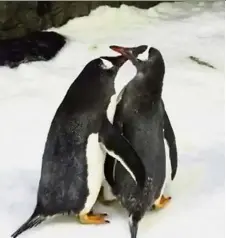  ?? — AFP ?? Love birds:A screen grab showing Sphen and Magic at the Sea Life Sydney Aquarium.