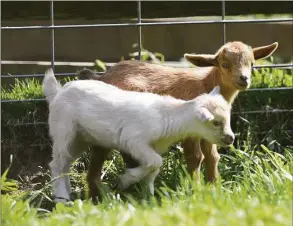  ?? Tyler Sizemore / Hearst Connecticu­t Media file photo ?? A family proposes keeping a modest chicken and goat farm on a 130-are space in Danbury, with goats like the ones above at the Stamford Museum & Nature Center.