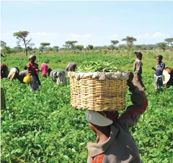  ??  ?? Murimi anokuridzi­rwa kutanga kukohwa fine beans dzake kana papera mazuva gumi nemana kubva mukuita maruva.