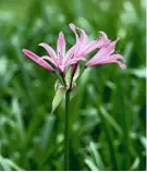  ??  ?? The bold hybrid Amarine belladiva brings the best of nerines and amaryllis into one plant.