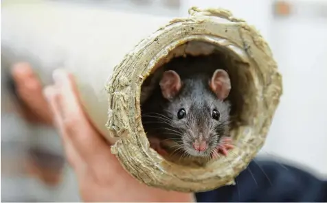  ?? Symbolfoto: Matthias Becker ?? Als gepflegte Haustiere – wie dieses im Bild – können Ratten ja durchaus possierlic­h sein. Tauchen sie allerdings in einem Restaurant auf – wie jetzt geschehen –, kommt das bei den Gästen nicht gut an.