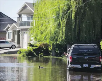  ??  ?? A duck swims across a flooded street as a motorist stops to talk to a neighbour in Osoyoos on Sunday. The Regional District of Kootenay Boundary says about 3,000 residents remain on evacuation order due to the ongoing threat of a second flood.