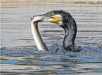  ?? FOTO: ARCHIV ?? Beim Kormoran steht Fisch auf dem Speiseplan.