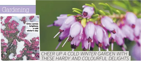  ?? ?? Erica carnea brightens
a cold winter’s day