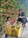  ?? MA CHI / CHINA DAILY ?? Residents pick grapes in Yujmilik village in Yutian, Xinjiang Uygur autonomous region, last month.