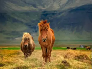  ??  ?? 02 01 Deplar Farm © Gisli Kristinsso­n 02 Icelandic horses © Shuttersto­ck 03 A Lagoon Suite at Blue Lagoon’s The Retreat 04 Skógafoss Waterfall © Jocelyn Pride