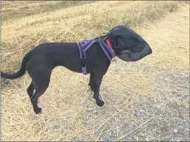  ?? PHOTO BY CANDACE ALEXANDER ?? A mesh hood can help protect your dog from foxtails.