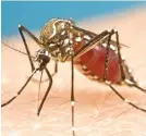  ??  ?? Dengue is often spread by mosquitos