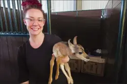  ?? FILE PHOTO ?? Saamis, the little pronghorn fawn born by emergency caesarean on the side of Highway 41A.