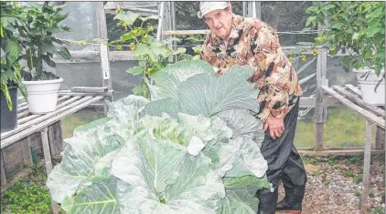  ?? SUBMITTED PHOTO ?? James Osmond grew this enormous cabbage last year.