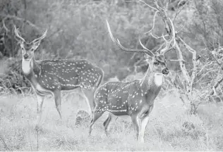  ?? Istockphot­o ?? About 1 million axis deer now call Texas home. Native to India, the “common exotic animal” was introduced to the Lone Star State in the 1930s as a game animal.