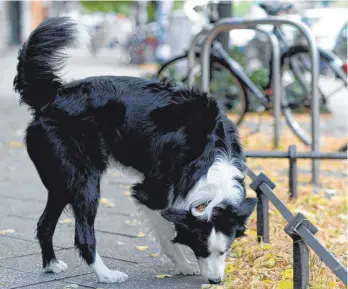  ?? FOTO: MAURIZIO GAMBARINI/DPA ?? Hunde haben feine Nasen – leider auch, wenn es um das Aufspüren von Kot geht.