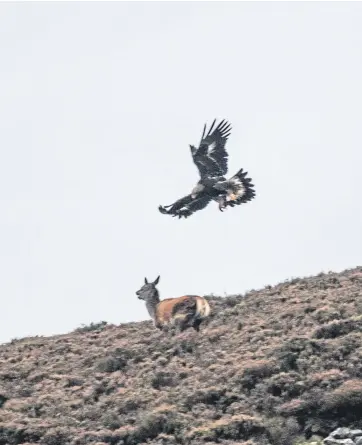  ??  ?? WINGS AND A PRAYER: These images show the moment when a hungry golden eagle takes on the challenge of a red deer near the top of Glenshee.