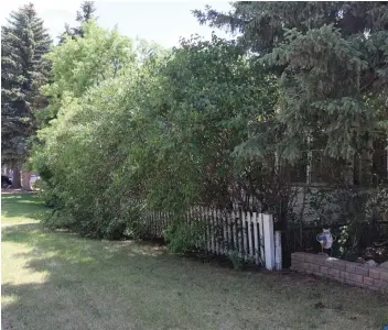  ??  ?? City hall recently cut the grass at 749 Stadacona Street East, but did not touch the overgrown trees.