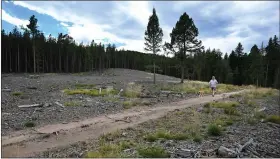  ?? HELEN H. RICHARDSON — DENVER POST FILE ?? John Seaman walks with his dog Allie along Shadow Pine Loop at Flying J Ranch, in an area where fire mitigation projects have taken place in September.