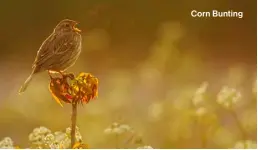  ?? ?? Corn Bunting