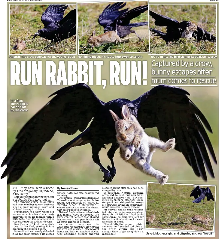  ??  ?? Ambush: The crow approaches the young rabbitt No hiding place: It tries to hop away to safety In a flap: The rabbit is carried off by the crow Y You’re mine: The bird clamps its beak on its prey Saved: Mother, right, and offspring as crow flies off