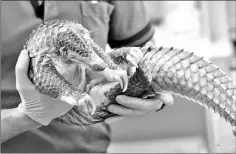  ??  ?? Veterinary staff examining a sunda pangolin in the wildlife healthcare and research centre at Singapore Zoo.