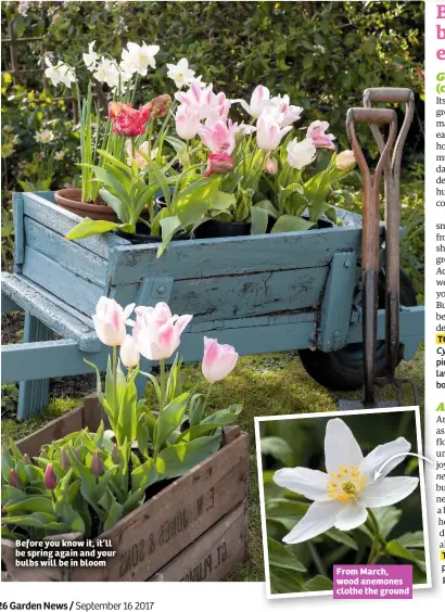  ??  ?? Before you know it, it’ll be spring again and your bulbs will be in bloom From March, wood anemones clothe the ground