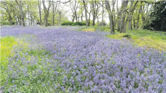  ??  ?? Camas meadows can be enjoyed in the spring in places like Playfair Park in Saanich.