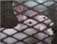  ?? (NWA Democrat-Gazette/Charlie Kaijo) ?? Rabbits for processing are held inside the Pel-Freez facility in Rogers. The company is one of the country’s largest rabbit meat processors.