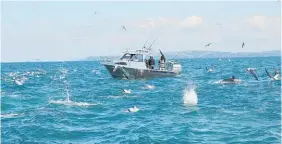  ?? Photo / Geoff Thomas ?? Dolphins and gannets are a magnet for boats searching the Hauraki Gulf.