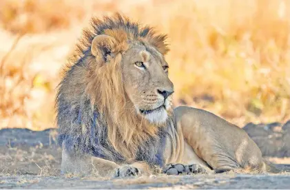  ?? ?? g Pride of place: an Asiatic lion in Sasan Gir National Park, Gujarat