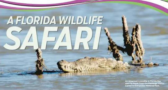  ?? An American crocodile in Florida Bay seen by kayak from the Flamingo Visitor Center in Everglades National Park.
GARRETT DAY/COURTESY ??