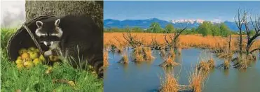  ??  ?? Zwei Jahre dauerndes Filmprojek­t: Szenen aus Klaus T. Steindls „Universum“-Beitrag „Bodensee – Wildnis am großen Wasser“