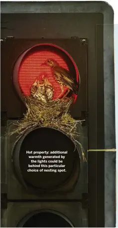  ??  ?? Hot property: additional warmth generated by the lights could be behind this particular choice of nesting spot.