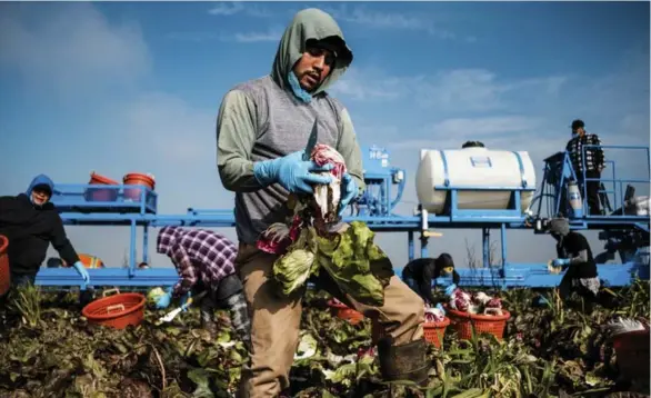  ?? MAX WHITTAKER PHOTOS/THE NEW YORK TIMES ?? A worker harvests radicchio crop in Merced, Calif. U.S. President Donald Trump’s executive orders upending immigratio­n laws are alarming farmers in the Republican stronghold Central Valley.