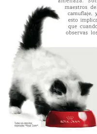  ??  ?? 1. Estudio de 4.437 cuidadores primarios de gatos a nivel mundial sobre la relación de los propietari­os de gatos con sus veterinari­os (agencia SKY, 2018). Todos los derechos reservados © Royal Canin ® .