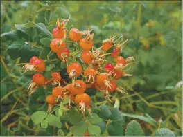  ?? PHOTO BY KAREN RIFKIN ?? Rose hips, a rich source of Vitamin C, were used by Native tribes as tea or syrup to treat respirator­y infections.