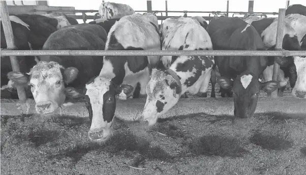  ?? MARK HOFFMAN/ USA TODAY NETWORK ?? Cows are fed on Sue and Chuck Spaulding’s farm in Shell Lake, Wis. S & S Dairy is struggling to make ends meet.