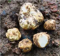  ??  ?? The truffles identified as tuber thailanddi­cum.