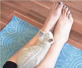  ??  ?? A kitten rests on Kali Sorum’s legs during a kitten yoga session at Revolver Studios in St. Cloud, Minn.