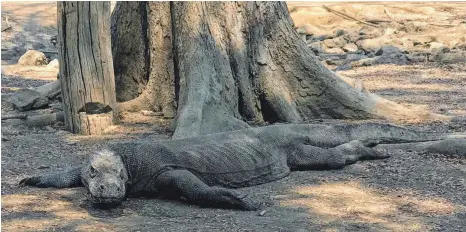  ?? FOTOS: DPA ?? Meist liegen Komodo-Warane träge im Schatten und beobachten gelassen die Touristen, die auf die Insel kommen.